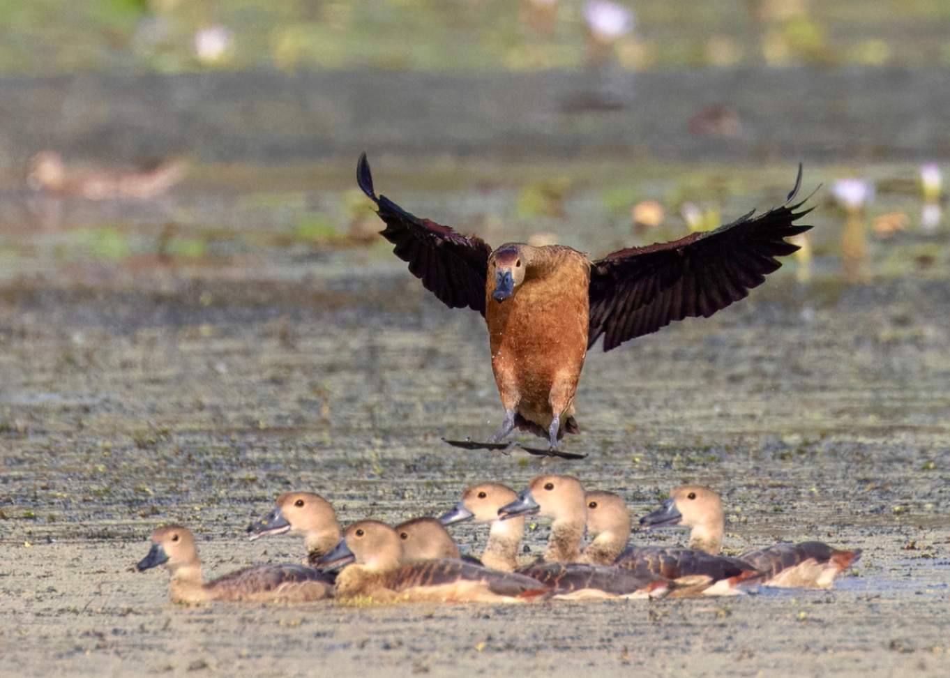 Duck flying over the duckling